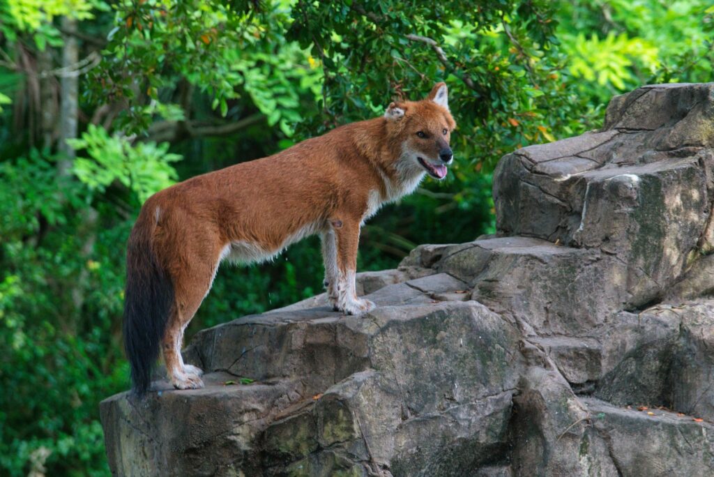 A dhole stands on rock formations surrounded by lush greenery.