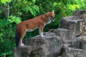 A dhole stands on rock formations surrounded by lush greenery.