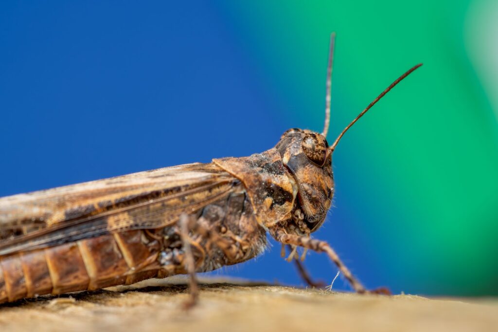 Detailed macro photograph of a brown grasshopper resting on a tree with a blurred colorful background.