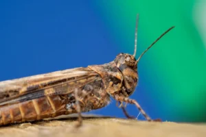 Detailed macro photograph of a brown grasshopper resting on a tree with a blurred colorful background.